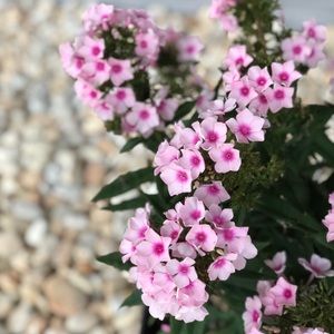 Meet your Posher, Alma